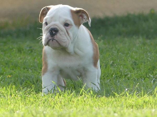 Disponibili Cuccioli di bulldog inglese con pedigree. - media 3