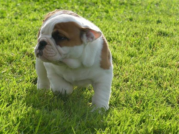 Disponibili Cuccioli di bulldog inglese con pedigree. - media 4