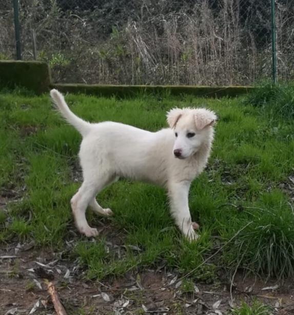 Una Mamma Per Caramello 