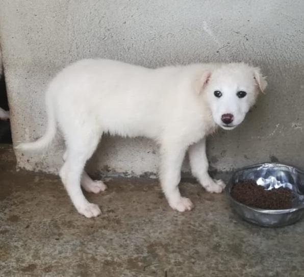 UNA MAMMA PER CARAMELLO  Foto 4