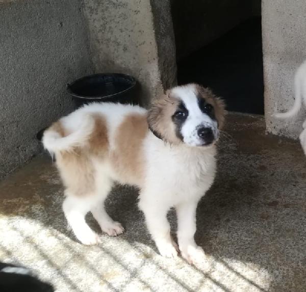 Una Mamma Per Biscotto 