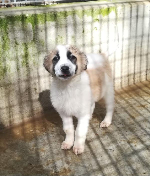 UNA MAMMA PER BISCOTTO  Foto 4