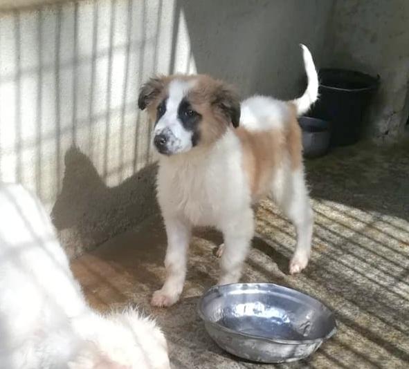 UNA MAMMA PER BISCOTTO  Foto 6