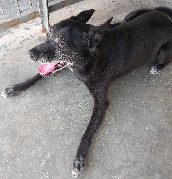 Pisellino, nonnino di 6 kg, adozione del cuore Foto 3