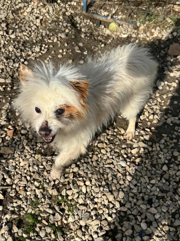 Gennaro 14 Anni Volpino