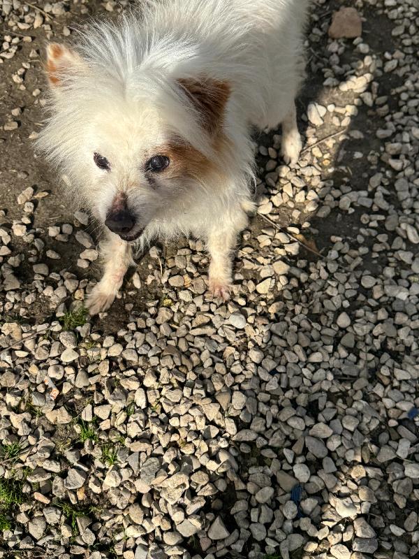 Gennaro 14 anni volpino Foto 2