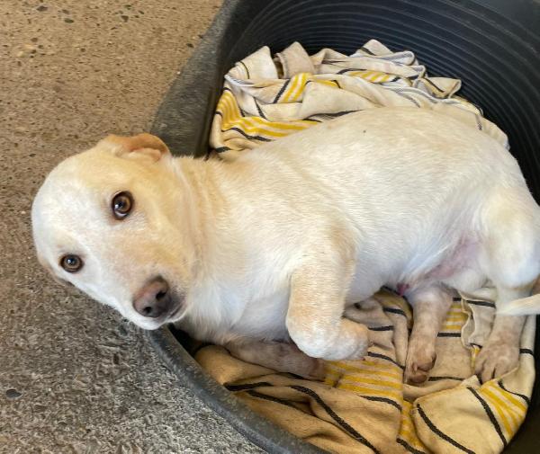 Pippo 1 Anno 14 Kg Taglia Media Piccola