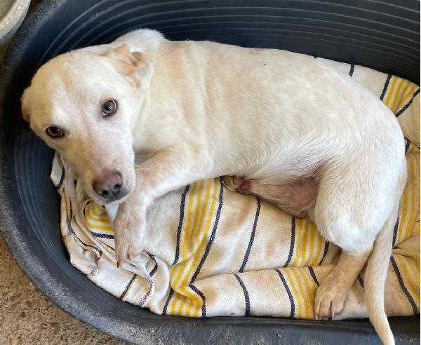 PIPPO 1 ANNO 14 KG taglia media piccola Foto 2