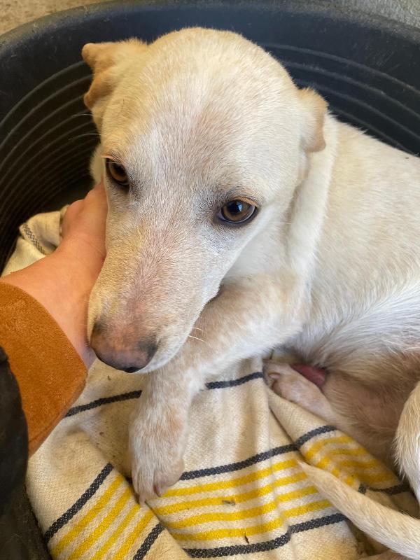 PIPPO 1 ANNO 14 KG taglia media piccola Foto 3