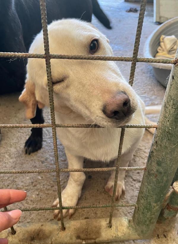 PIPPO 1 ANNO 14 KG taglia media piccola Foto 4