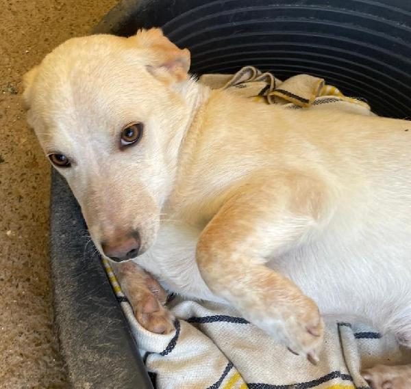 PIPPO 1 ANNO 14 KG taglia media piccola Foto 5