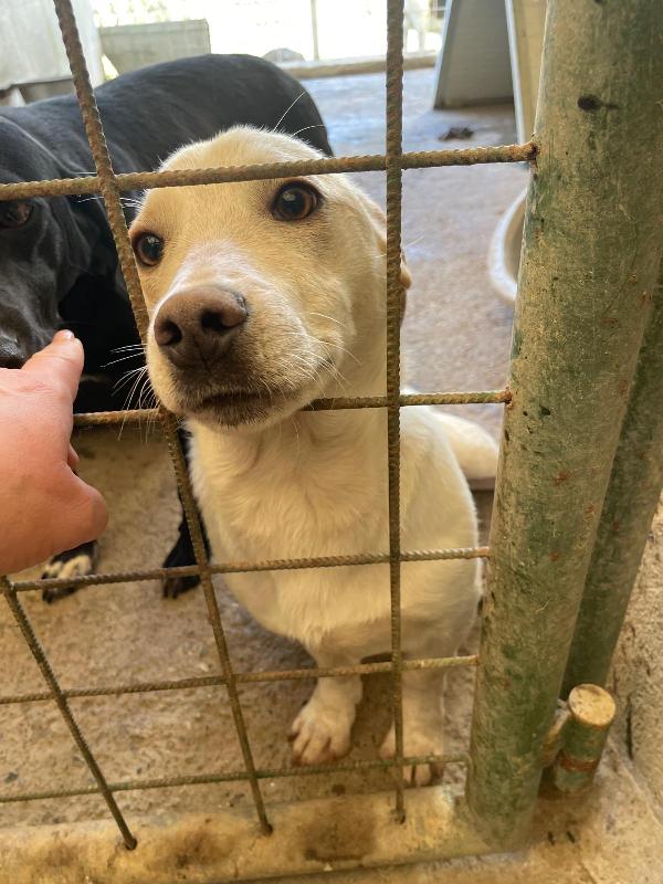 PIPPO 1 ANNO 14 KG taglia media piccola Foto 6