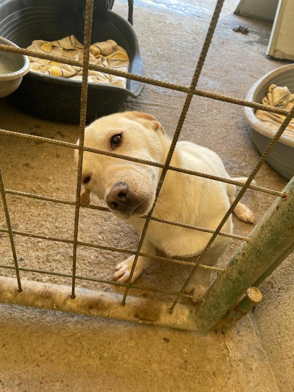 PIPPO 1 ANNO 14 KG taglia media piccola Foto 7