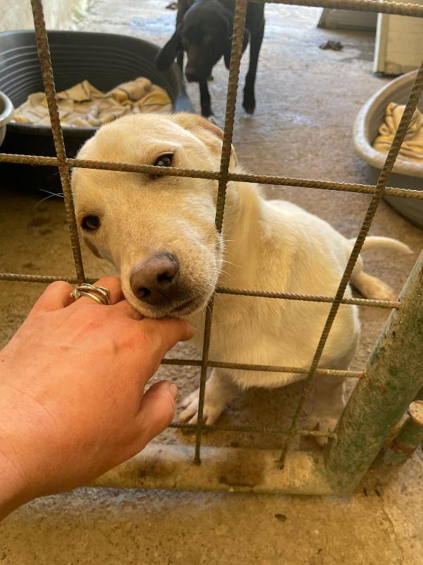 PIPPO 1 ANNO 14 KG taglia media piccola Foto 8