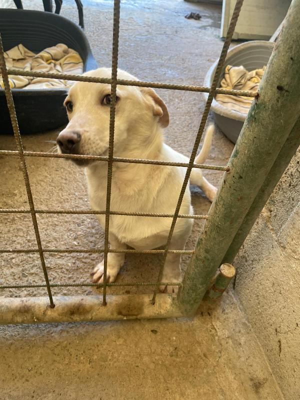 PIPPO 1 ANNO 14 KG taglia media piccola Foto 9