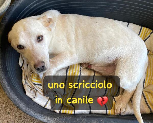 PIPPO 1 ANNO 14 KG taglia media piccola Foto 10