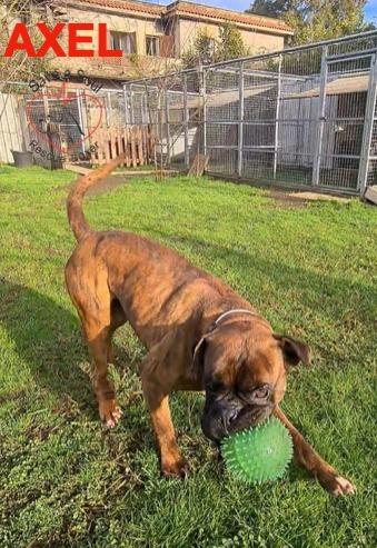 Axel boxer puro di 5 anni in adozione Foto 5