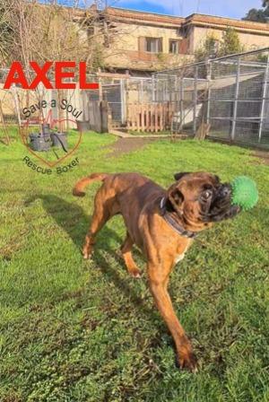 Axel boxer puro di 5 anni in adozione Foto 7