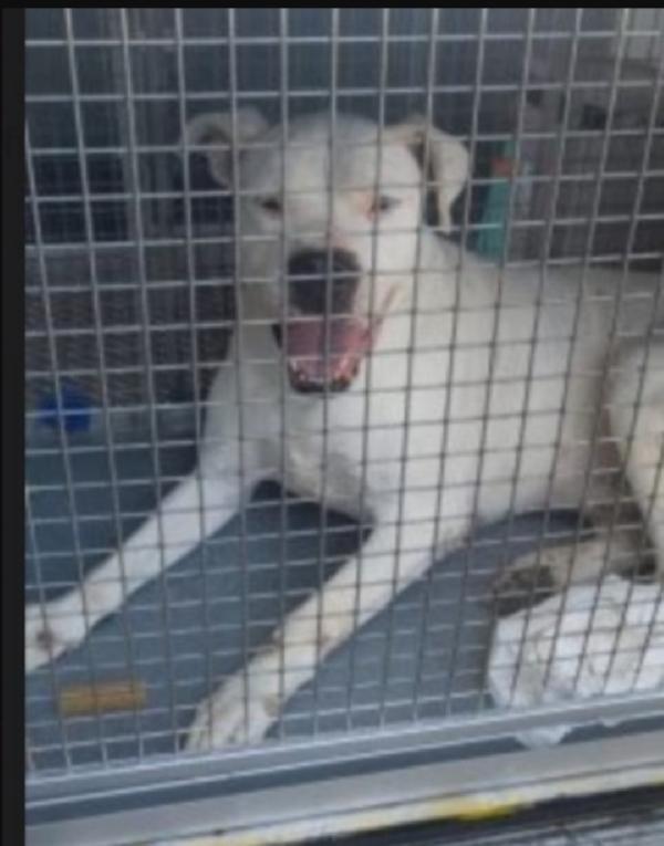 Fiocco Dogo Argentino Super Adulto..sfortunato! Trentino