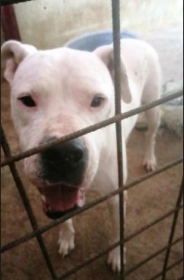 Fiocco Dogo Argentino super adulto..sfortunato! Trentino Foto 2