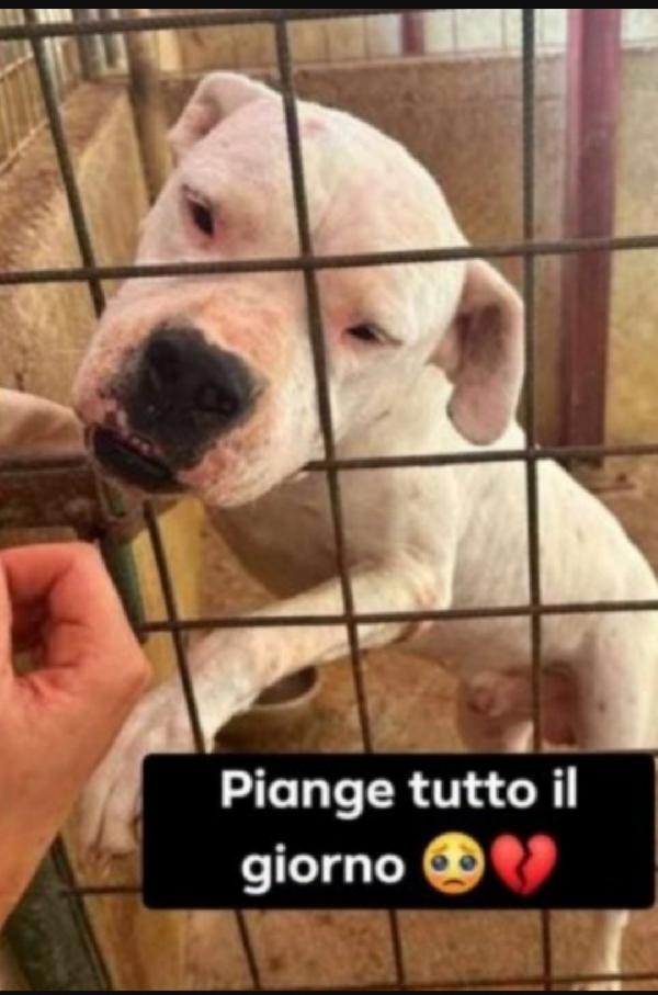 Fiocco Dogo Argentino super adulto..sfortunato! Trentino Foto 3