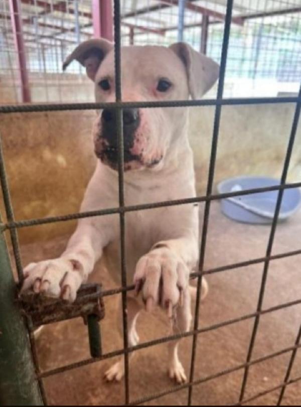 Fiocco Dogo Argentino super adulto..sfortunato! Trentino Foto 4