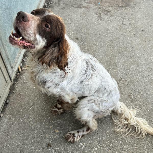 Rocco 11 Anni Setter Inglese 