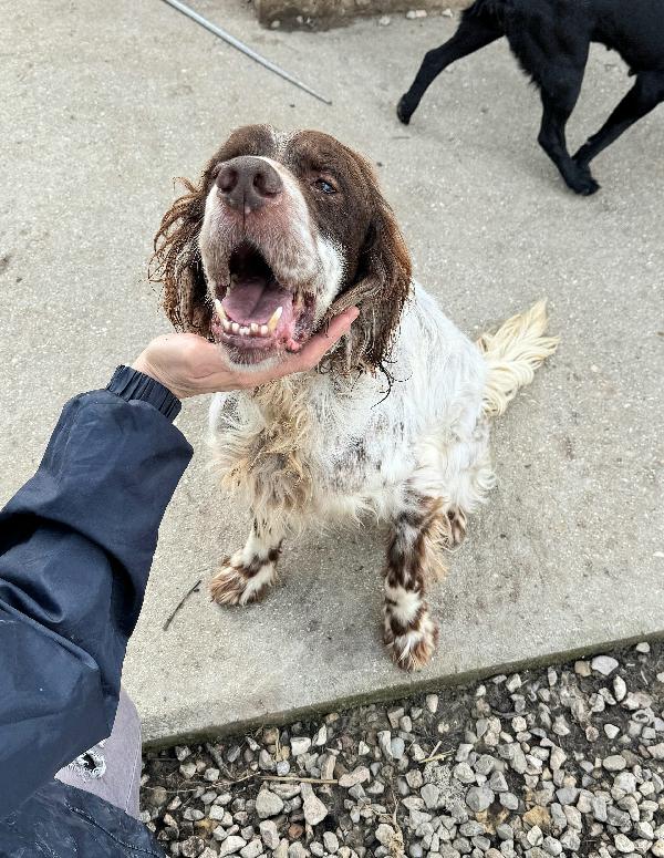Rocco 11 anni setter inglese  Foto 3