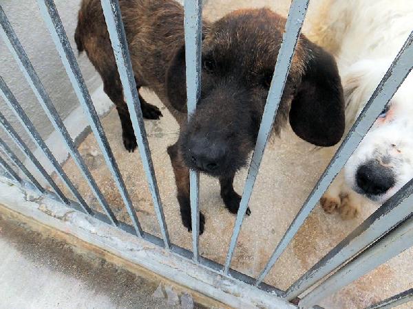 Sandrone Abbandonato Dal Cacciatore