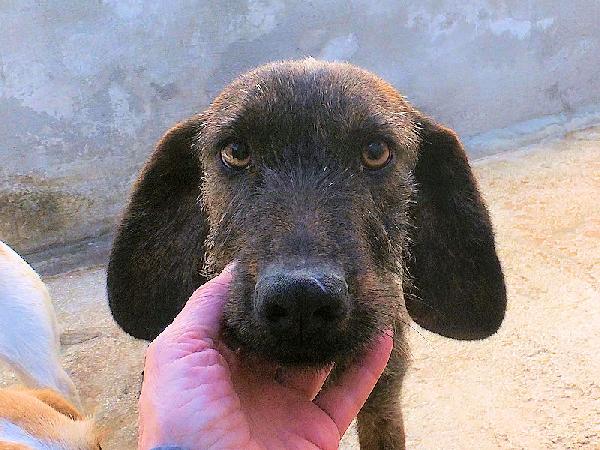 Sandrone abbandonato dal cacciatore Foto 2