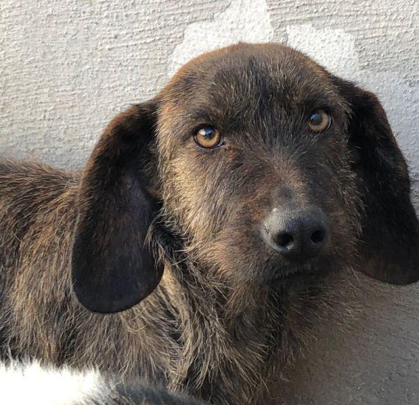 Sandrone abbandonato dal cacciatore Foto 3