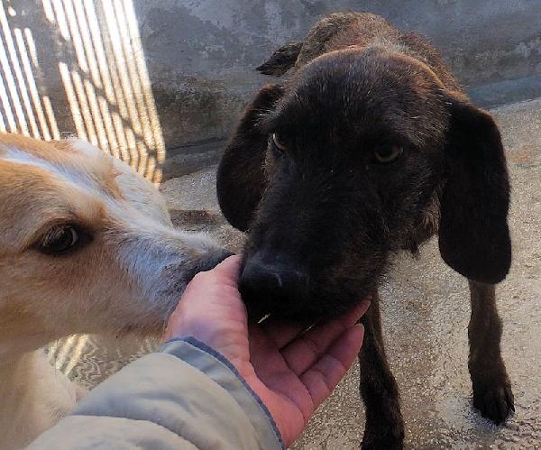 Sandrone abbandonato dal cacciatore Foto 6