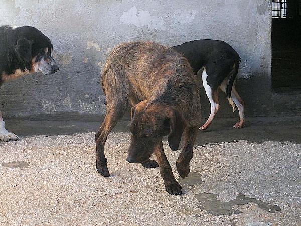 Sandrone abbandonato dal cacciatore Foto 7