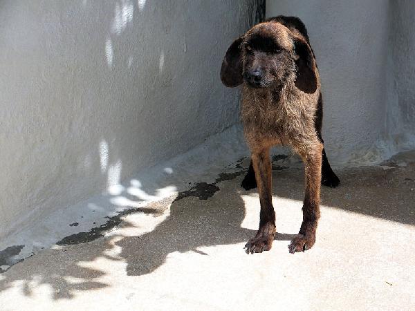 Sandrone abbandonato dal cacciatore Foto 9