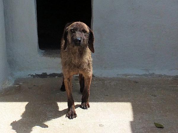 Sandrone abbandonato dal cacciatore Foto 10