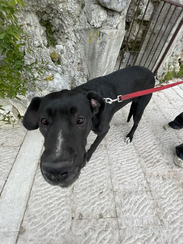 Cloe Alano cerca casa Foto 2