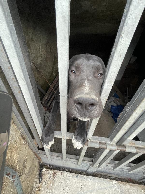 Cloe Alano cerca casa Foto 5