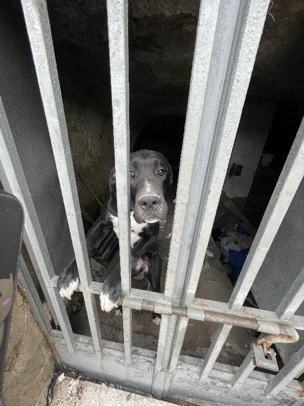 Cloe Alano cerca casa Foto 6