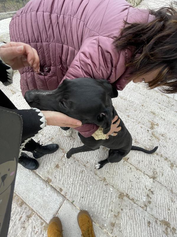 Cloe Alano cerca casa Foto 9