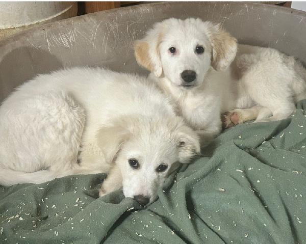 3Mesi Mix Maremmani Saliti A Modena