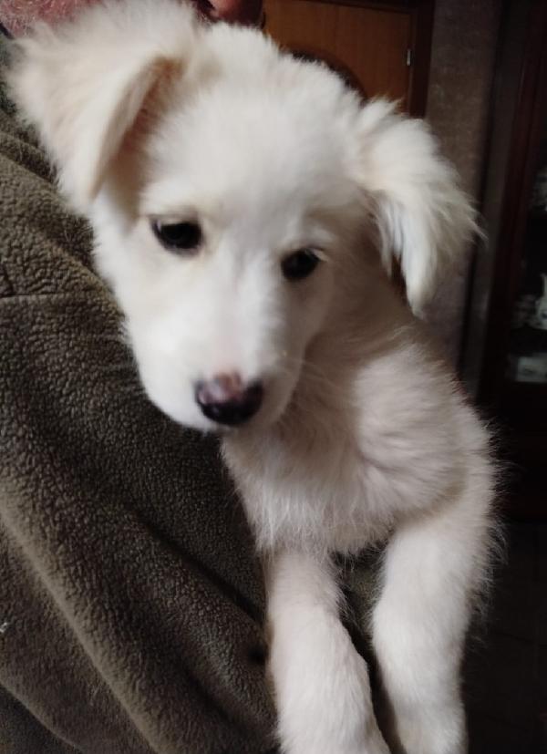 3mesi mix Maremmani saliti a MODENA Foto 3