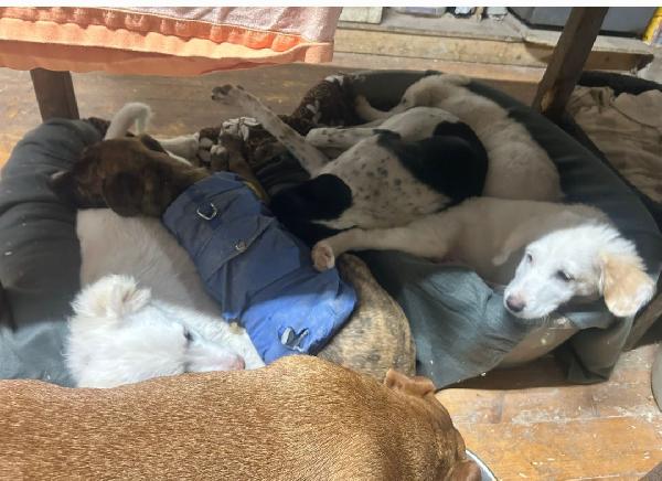 3mesi mix Maremmani saliti a MODENA Foto 4