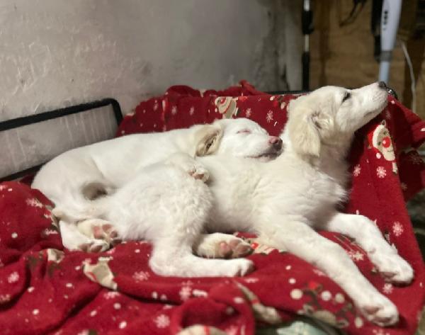 3mesi mix Maremmani saliti a MODENA Foto 6