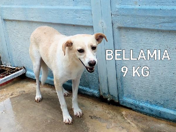 Bellamia (Taglia Piccola)