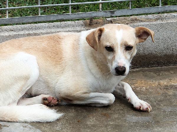 Bellamia (taglia piccola) Foto 2