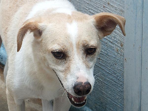 Bellamia (taglia piccola) Foto 3