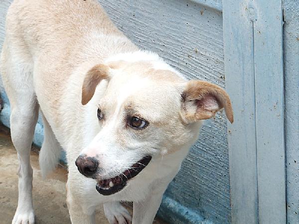 Bellamia (taglia piccola) Foto 4