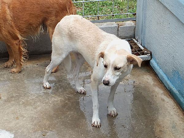 Bellamia (taglia piccola) Foto 5