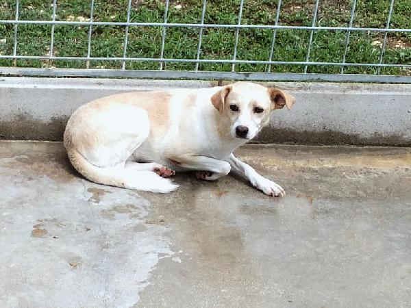 Bellamia (taglia piccola) Foto 6