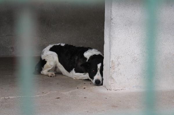 Birba 10 Anni Taglia Media